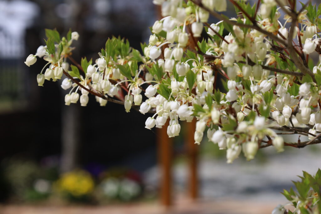 ドウダンツツジの花