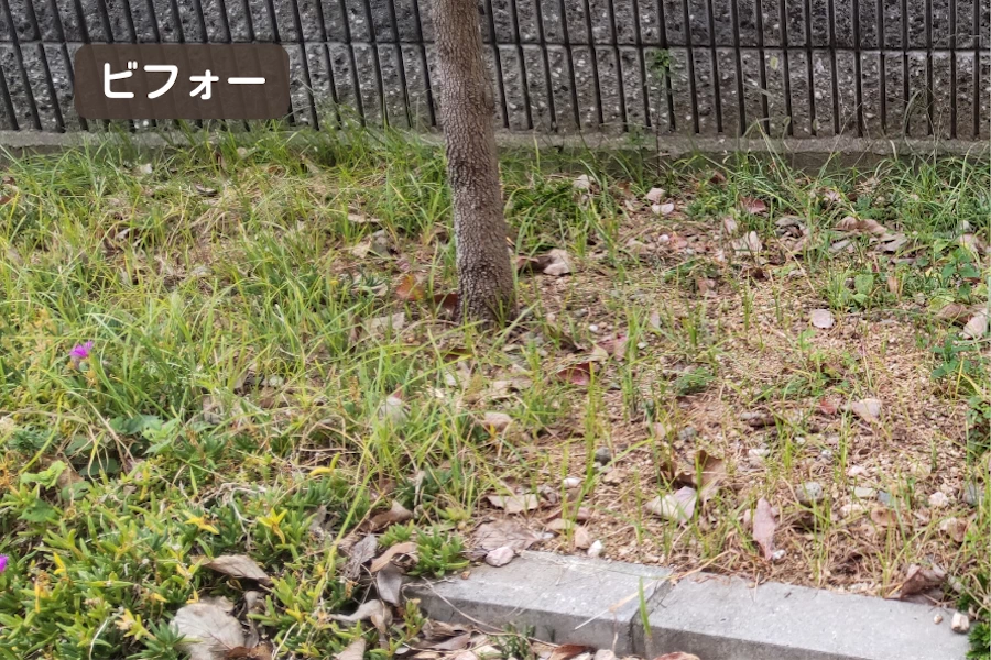 施工前 植木の根元